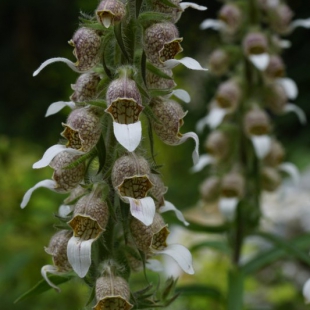 Digitalis lanata